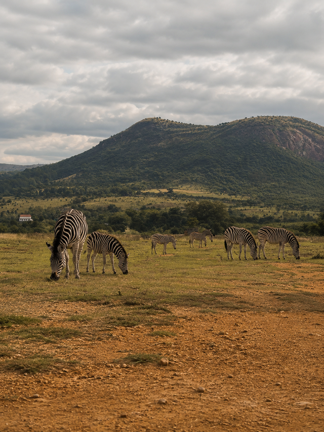 Spa Safari Package